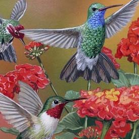 Hummingbirds & Flowers Print