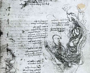 Coition of Hemisected Man and Woman by Leonardo Da Vinci