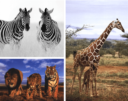 African Animal Artwork