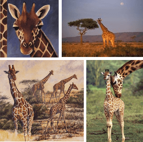 Giraffe Art Prints