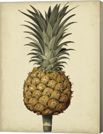 Framed Brookshaw Antique Pineapple II Print