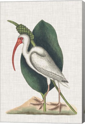 Framed Catesby Heron VI Print