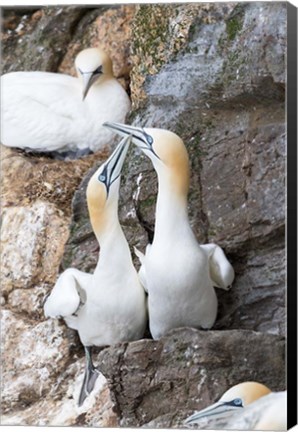 Framed Northern Gannet, Hermaness Bird Reserve, Unst Island, Scotland Print