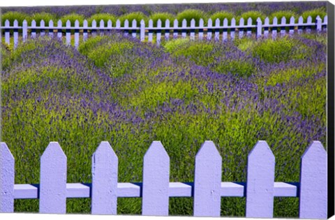 Framed Field Of Lavender With A  Picket Fence, Washington State Print