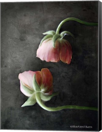 Framed Contemporary Floral Pink Ranunculus Print