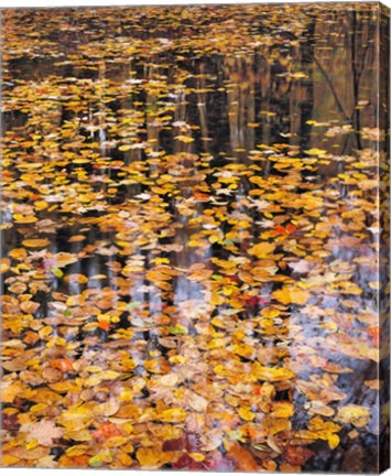 Framed Autumn Detail Print