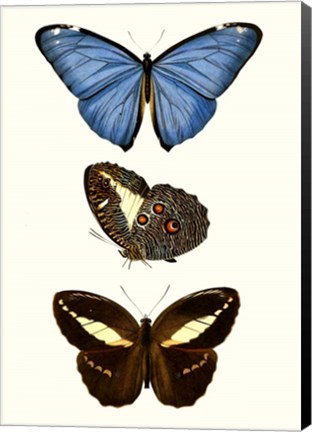Framed Entomology Series VIII Print