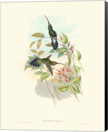 Framed Hummingbird Delight I Print