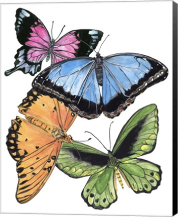 Framed Butterfly Swatches III Print