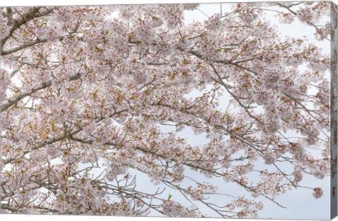 Framed Cherry Tree Blossoms, Washington State Print
