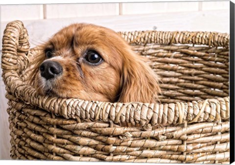 Framed Puppy in a Laundry Basket Print