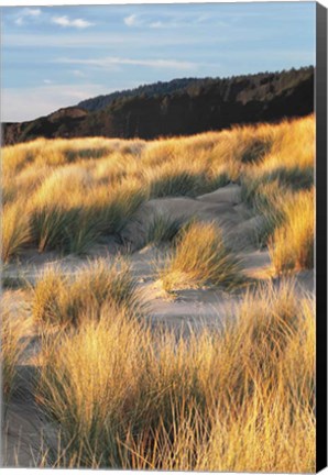 Framed Dune Grass Qnd Beach III Print