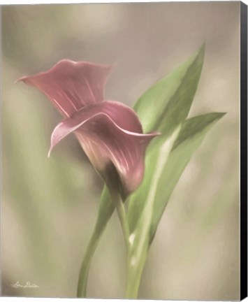 Framed Pink Calla Lily Print