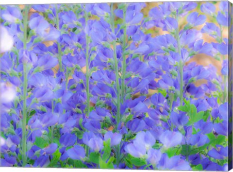 Framed Blue Wild Indigo, Baptisia Australis, A Native American Wildflower Print