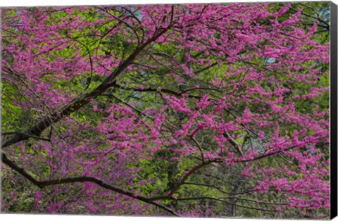 Framed Redbud Tree In Full Bloom, Longwood Gardens, Pennsylvania Print