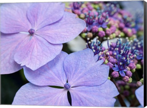 Framed Close-Up Of A Purple Lacecap Hydrangea Print