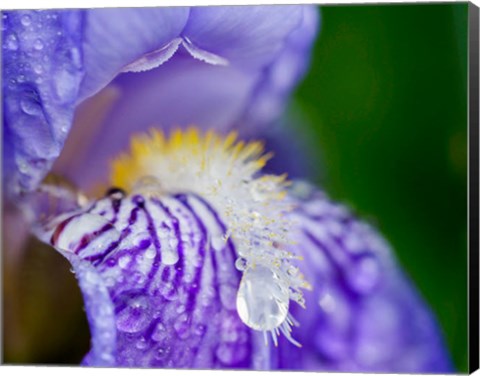 Framed Close-Up Of Dewdrops On A Purple Iris 2 Print
