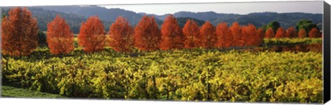 Framed Crop In A Vineyard, Napa Valley, California Print