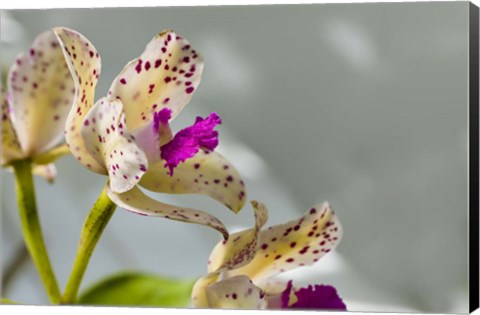 Framed Close-Up Of Orchid Flowers In Bloom Print