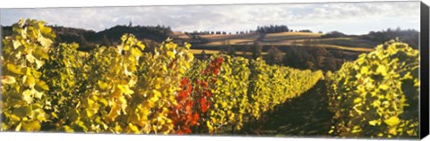Framed View Of Zenith Vineyard, Amity, Oregon Print
