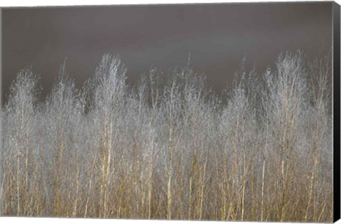 Framed Silver Forest Print