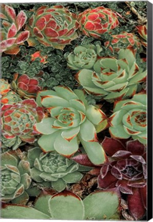 Framed Succulent Collection II Print