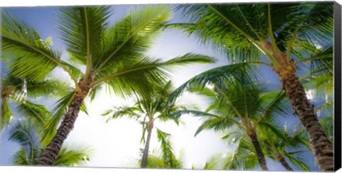 Framed Oahu Palms Print