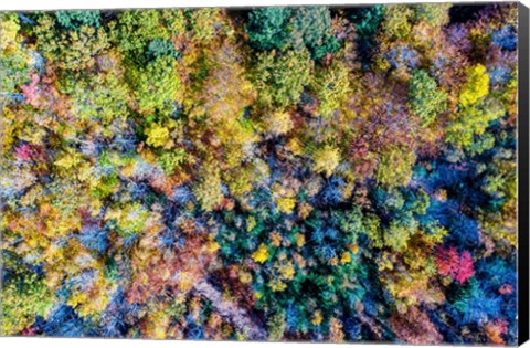 Framed Aerial Fall Trees Print