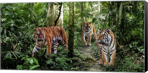 Framed Bengal Tigers (detail) Print