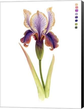 Framed Rainbow Iris II Print