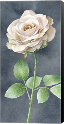 Framed Ivory Roses on Gray Panel I Print