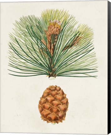 Framed Antique Pine Cones II Print