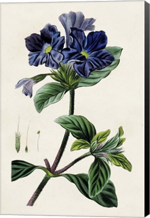Framed Antique Floral Folio IV Print