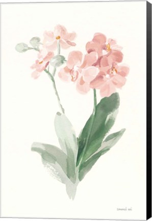 Framed Spring Orchid II Print