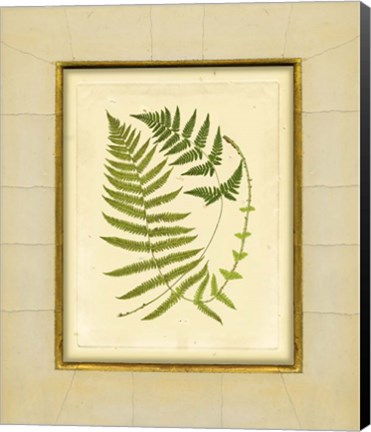Framed Fern with Crackle Mat (H) III Print