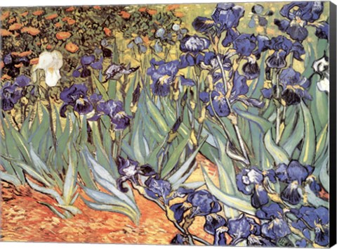 Framed Irises in the Garden, Saint-Remy, c.1889 Print