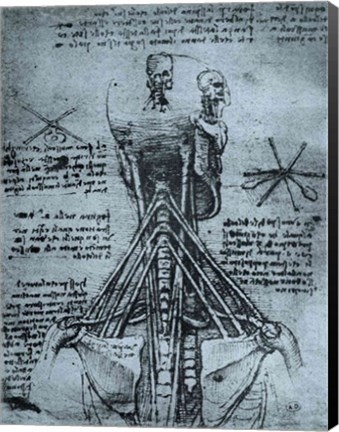 Framed Bone Structure of the Human Neck and Shoulder Print