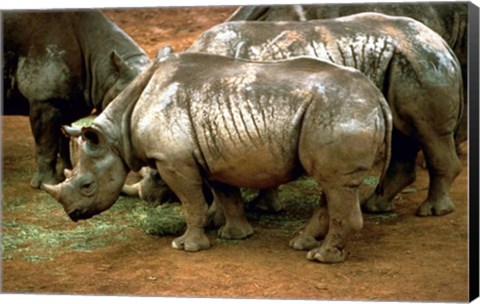 Framed Black Rhinoceros in Africa Print