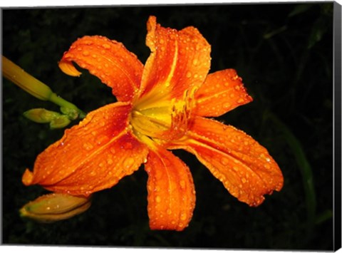 Framed Orange Tiger Lily Print