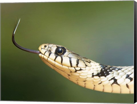 Framed European Grass Snake Closeup of Face Print