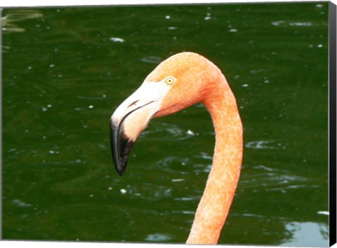 Framed Phoenicopteridae Flamingo Print