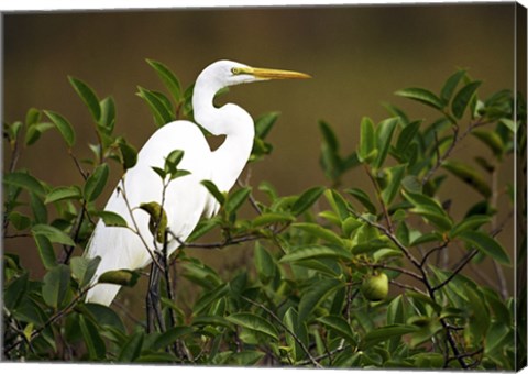 Framed Close-up of a Great Egret Perching on a Branch Print