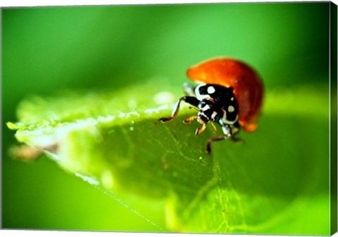 Framed Anderson Mancini Ladybug Print