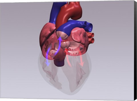 Framed Close-up of a human heart with flow model Print