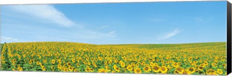 Panoramic Images Field of sunflower with blue sky