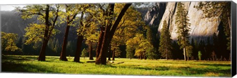 Framed Trees near the El Capitan, Yosemite National Park, California, USA Print