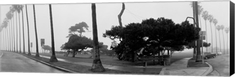 Framed Palm Trees And Fog, San Diego, California Print