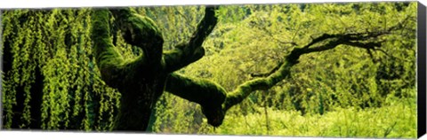 Framed Moss growing on the trunk of a Weeping Willow tree, Japanese Garden, Washington Park, Portland, Oregon, USA Print