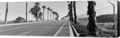 Framed Palm trees along a road, San Diego, California, USA Print