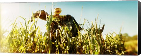 Framed Scarecrow in a corn field, Queens County Farm, Queens, New York City, New York State, USA Print